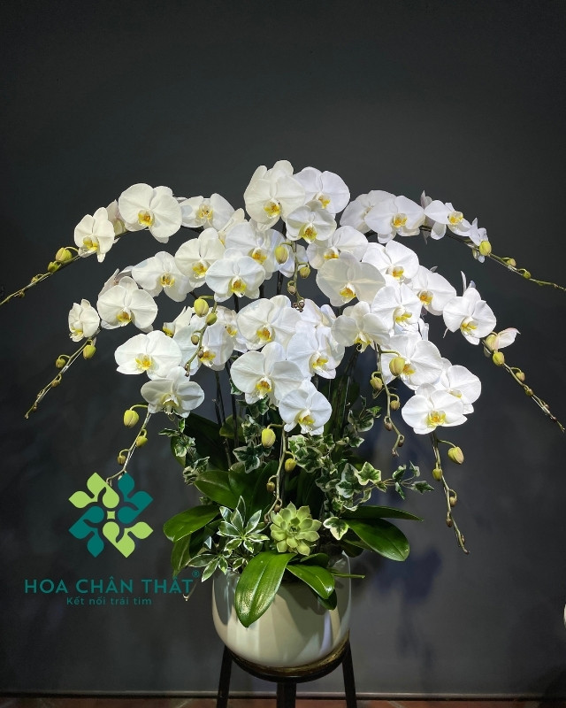 Chậu lan hồ điệp trắng thể hiện sự trân trọng lòng thành kính