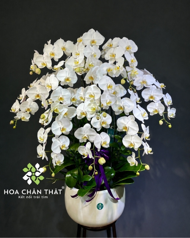 Lan hồ điệp trắng tượng trưng cho lòng hiếu kính - Hoa ngày vu lan báo hiếu