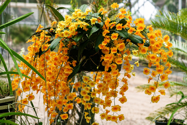 Lan vảy rồng