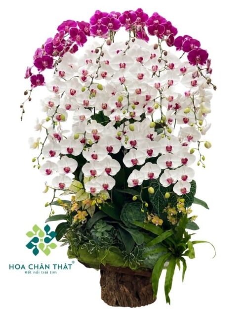 Máng lũa lan hồ điệp 20 cành trắng tím mix mini – Cát Tường Đại Phát