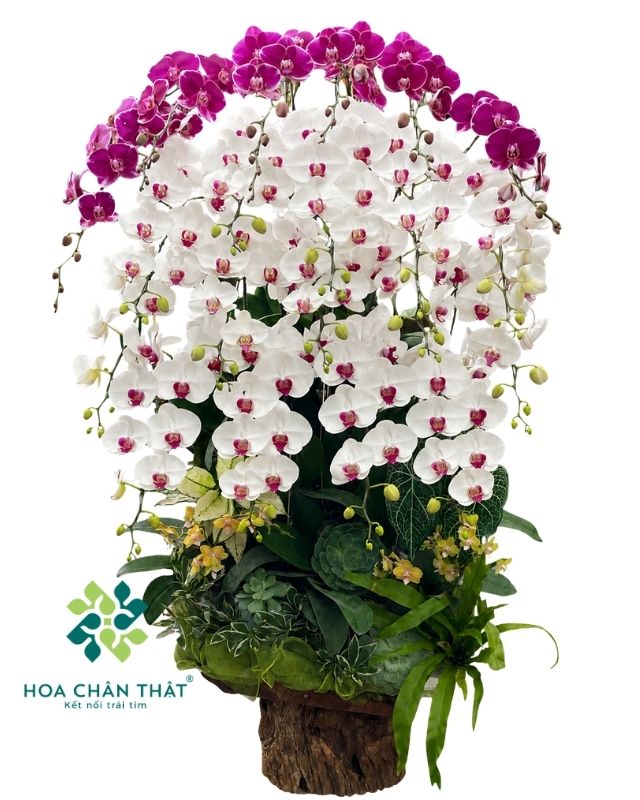 Máng lũa lan hồ điệp 20 cành trắng tím mix mini – Cát Tường Đại Phát Máng lũa lan hồ điệp 20 cành trắng tím mix mini – Cát Tường Đại Phát