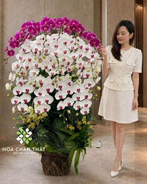 Máng lũa lan hồ điệp 20 cành trắng tím mix mini – Cát Tường Đại Phát Máng lũa lan hồ điệp 20 cành trắng tím mix mini – Cát Tường Đại Phát