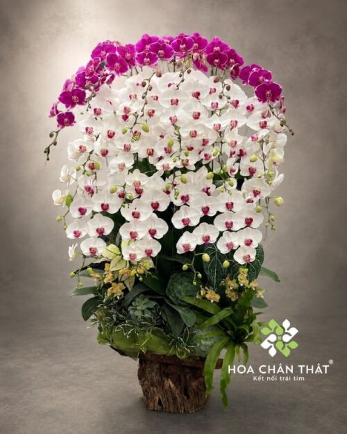 Máng lũa lan hồ điệp 20 cành trắng tím mix mini – Cát Tường Đại Phát