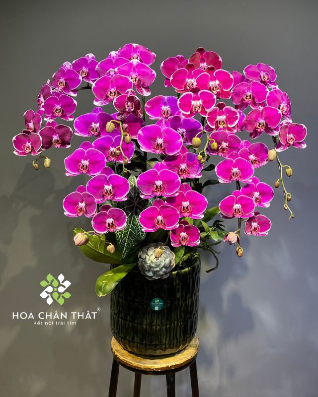 Hoa lễ Vu Lan – Gợi ý chọn hoa ý nghĩa để bày tỏ lòng hiếu kính Ý nghĩa màu hoa lễ Vu lan