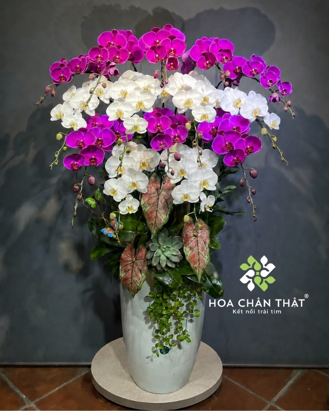 Ý nghĩa hoa lan – Biểu tượng của tình yêu, vẻ đẹp và sự thịnh vượng Tổng quan về hoa lan - Ý nghĩa hoa lan