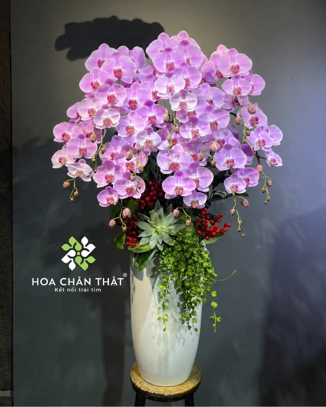 Ý nghĩa hoa lan – Biểu tượng của tình yêu, vẻ đẹp và sự thịnh vượng Hoa lan hồng tinh tế