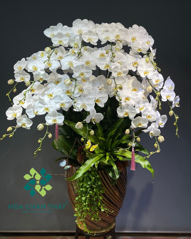 Ý nghĩa hoa lan – Biểu tượng của tình yêu, vẻ đẹp và sự thịnh vượng Chậu hoa lan trắng thiết kế đẹp