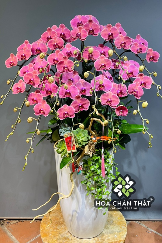 Ý nghĩa hoa lan – Biểu tượng của tình yêu, vẻ đẹp và sự thịnh vượng Chậu hoa lan đỏ ý nghĩa