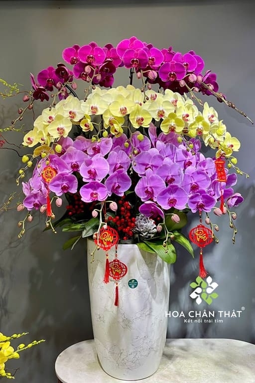 Ý nghĩa hoa lan – Biểu tượng của tình yêu, vẻ đẹp và sự thịnh vượng Chậu lan hồ điệp tết sang trọng ý nghĩa