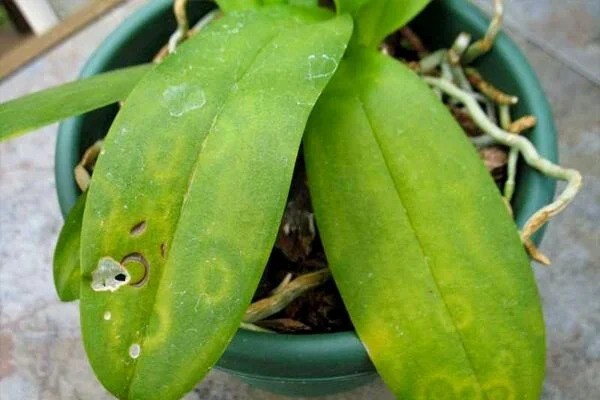 Bệnh đốm vòng trên hoa lan: Nguyên nhân và cách phòng trị Bệnh đốm vòng trên hoa lan