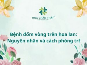 Bệnh đốm vòng trên hoa lan: Nguyên nhân và cách phòng trị Bệnh đốm vòng trên hoa lan