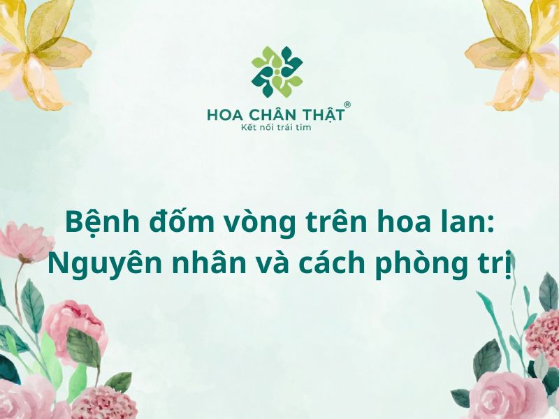 Bệnh đốm vòng trên hoa lan