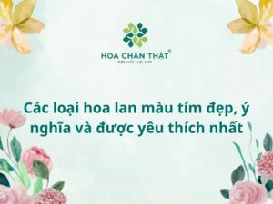 Cac loai hoa lan tim dep