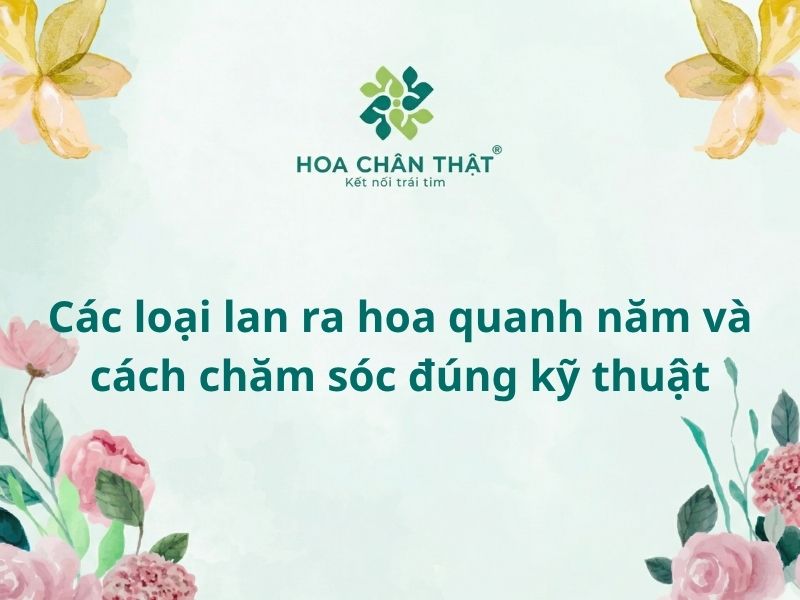 Các loại lan ra hoa quanh năm