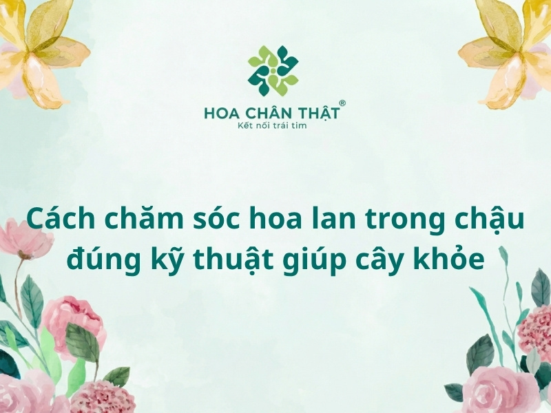 Cách chăm sóc hoa lan trong chậu