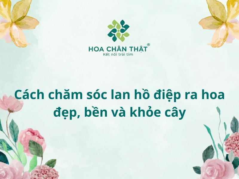Cách chăm sóc lan hồ điệp ra hoa