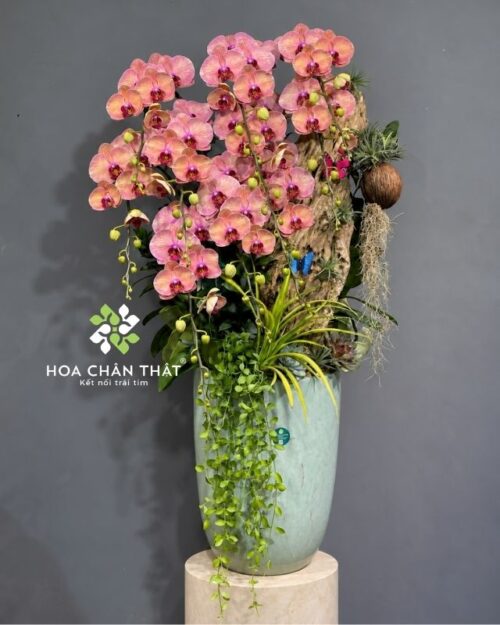 Chậu lan hồ điệp 10 cành cam ghép lũa – Vượng Khí Đăng Môn