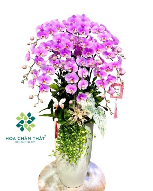 Chậu lan hồ điệp 10 cành màu hồng – Phúc An Thịnh Vượng
