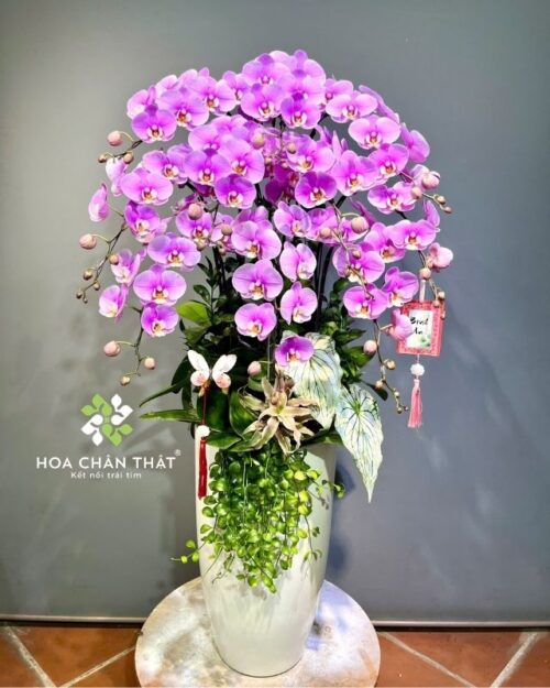 Chậu lan hồ điệp 10 cành màu hồng – Phúc An Thịnh Vượng