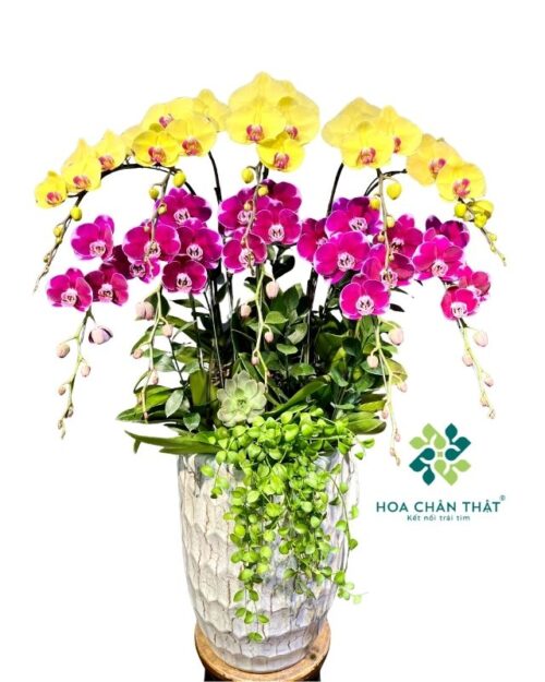 Chậu lan hồ điệp 10 cành mix màu vàng tím – Đại Phúc Đại Lộc
