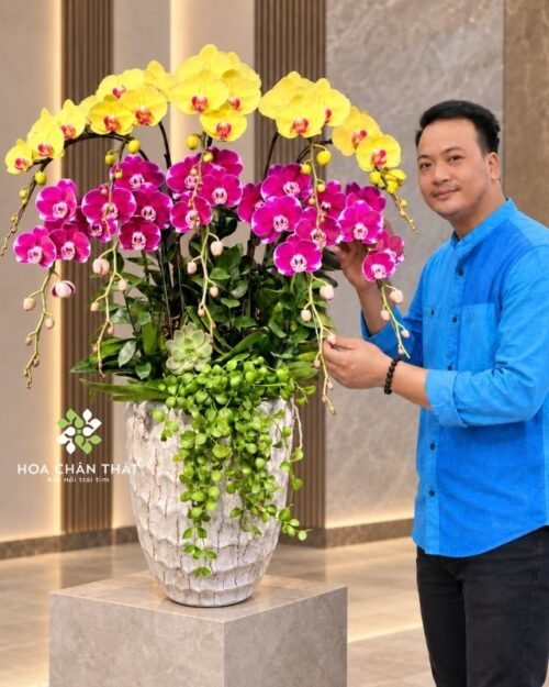 Chậu lan hồ điệp 10 cành mix màu vàng tím – Đại Phúc Đại Lộc