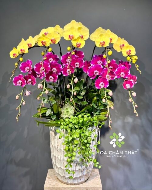Chậu lan hồ điệp 10 cành mix màu vàng tím – Đại Phúc Đại Lộc