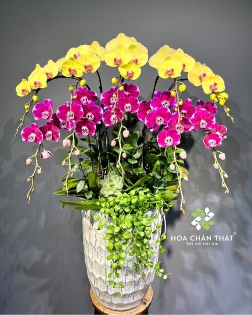 Chậu lan hồ điệp 10 cành mix màu vàng tím – Đại Phúc Đại Lộc