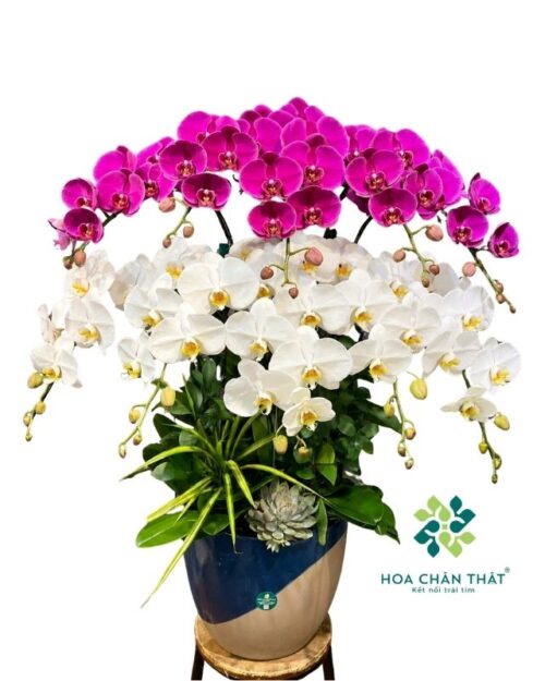 Chậu lan hồ điệp 10 cành trắng tím – Vạn Lộc An Khang