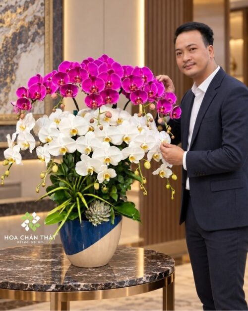 Chậu lan hồ điệp 10 cành trắng tím – Vạn Lộc An Khang