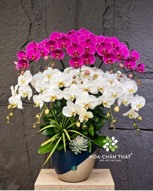 Chậu lan hồ điệp 10 cành trắng tím – Vạn Lộc An Khang