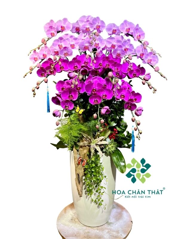 Chậu lan hồ điệp 15 cành hồng tím – Thanh Sắc Kiêu Sa Chậu lan hồ điệp 15 cành hồng tím – Thanh Sắc Kiêu Sa