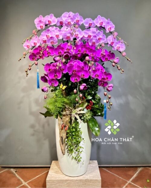 Chậu lan hồ điệp 15 cành hồng tím – Thanh Sắc Kiêu Sa