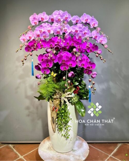 Chậu lan hồ điệp 15 cành hồng tím – Thanh Sắc Kiêu Sa