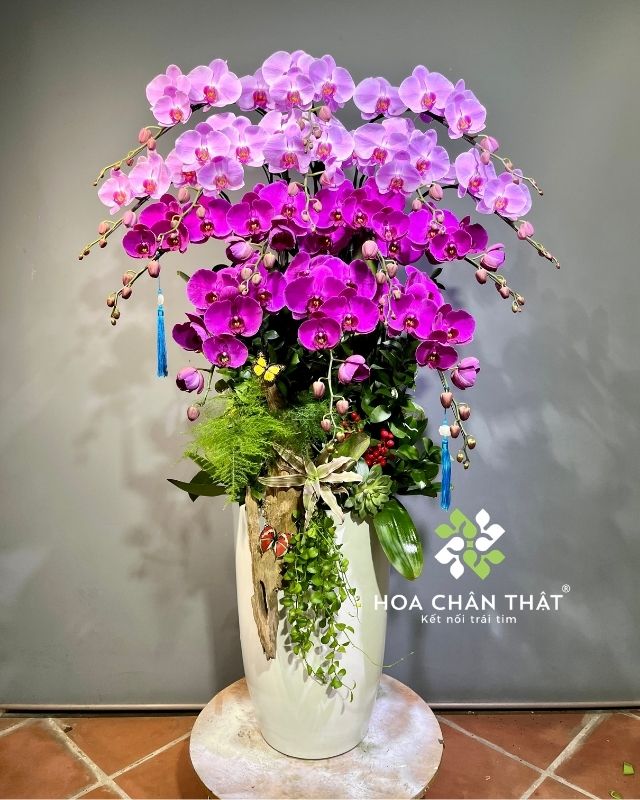 Chậu lan hồ điệp 15 cành hồng tím – Thanh Sắc Kiêu Sa Chậu lan hồ điệp 15 cành hồng tím – Thanh Sắc Kiêu Sa