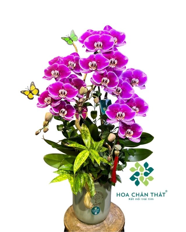Chậu lan hồ điệp 3 cành tím đậm – Phúc Lộc An Khang Chậu lan hồ điệp 3 cành tím đậm – Phúc Lộc An Khang