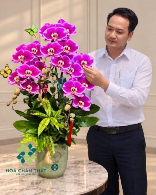 Chậu lan hồ điệp 3 cành tím đậm – Phúc Lộc An Khang Chậu lan hồ điệp 3 cành tím đậm – Phúc Lộc An Khang