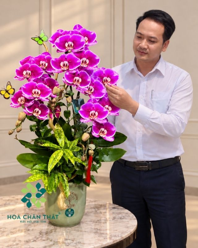 Chậu lan hồ điệp 3 cành tím đậm – Phúc Lộc An Khang Chậu lan hồ điệp 3 cành tím đậm – Phúc Lộc An Khang