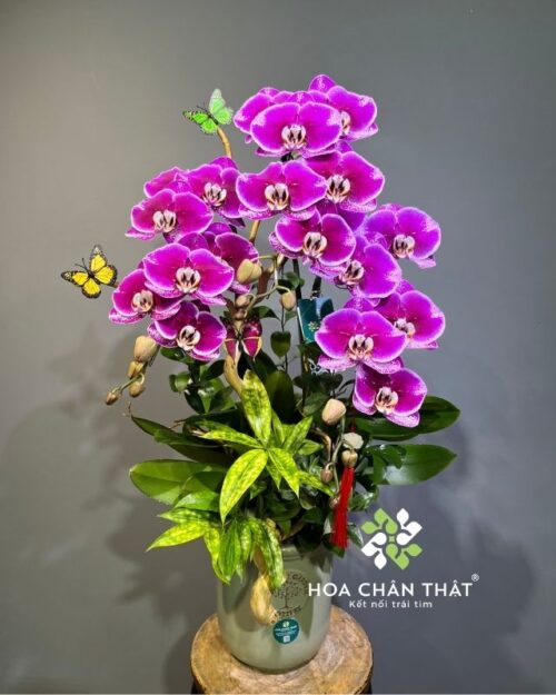Chậu lan hồ điệp 3 cành tím đậm – Phúc Lộc An Khang