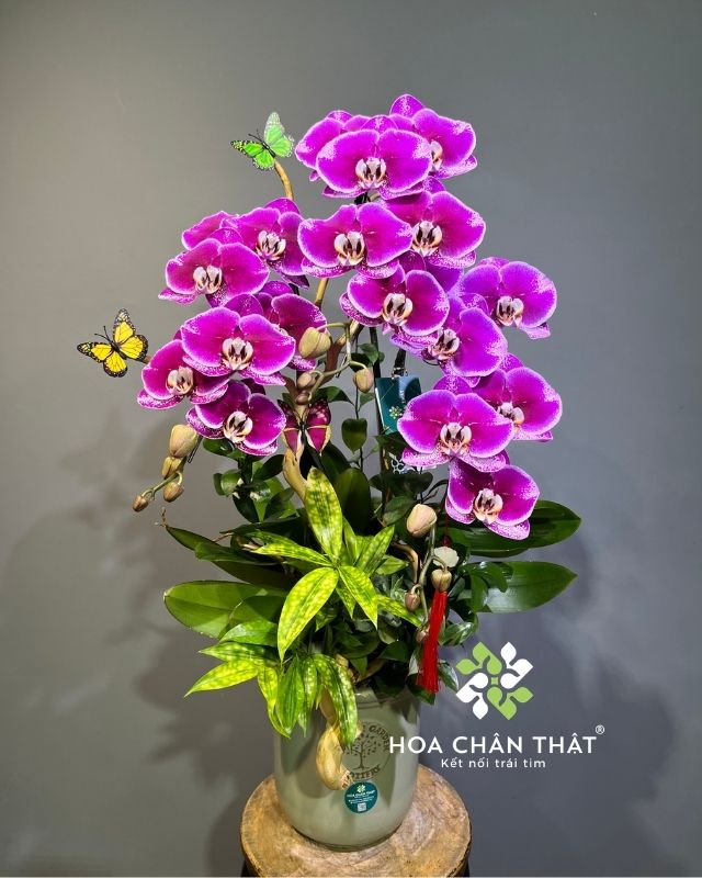 Chậu lan hồ điệp 3 cành tím đậm – Phúc Lộc An Khang Chậu lan hồ điệp 3 cành tím đậm – Phúc Lộc An Khang