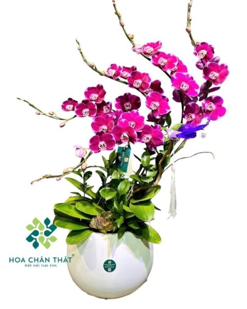 Chậu lan hồ điệp 5 cành màu tím – Hưng Thịnh Trường Xuân