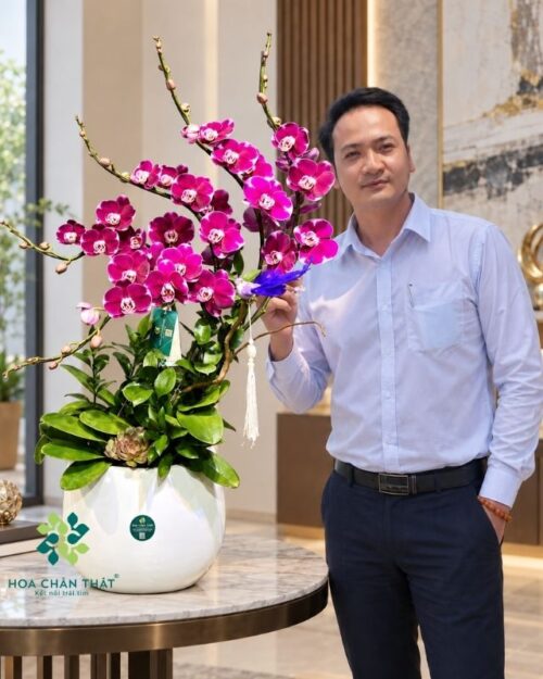 Chậu lan hồ điệp 5 cành màu tím – Hưng Thịnh Trường Xuân