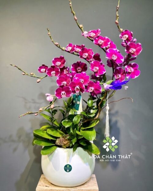 Chậu lan hồ điệp 5 cành màu tím – Hưng Thịnh Trường Xuân