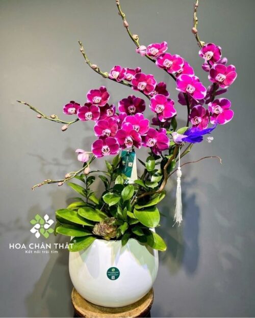 Chậu lan hồ điệp 5 cành màu tím – Hưng Thịnh Trường Xuân