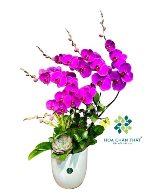 Chậu lan hồ điệp 5 cành tím – Đại Phúc Thành Công