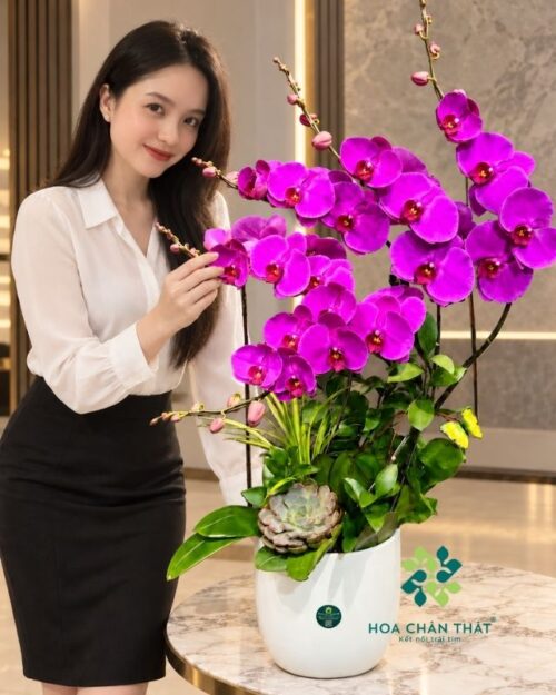 Chậu lan hồ điệp 5 cành tím – Đại Phúc Thành Công