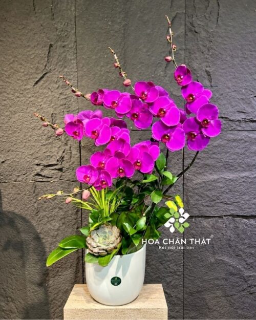 Chậu lan hồ điệp 5 cành tím – Đại Phúc Thành Công