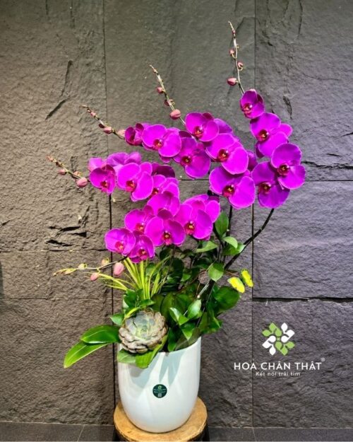 Chậu lan hồ điệp 5 cành tím – Đại Phúc Thành Công