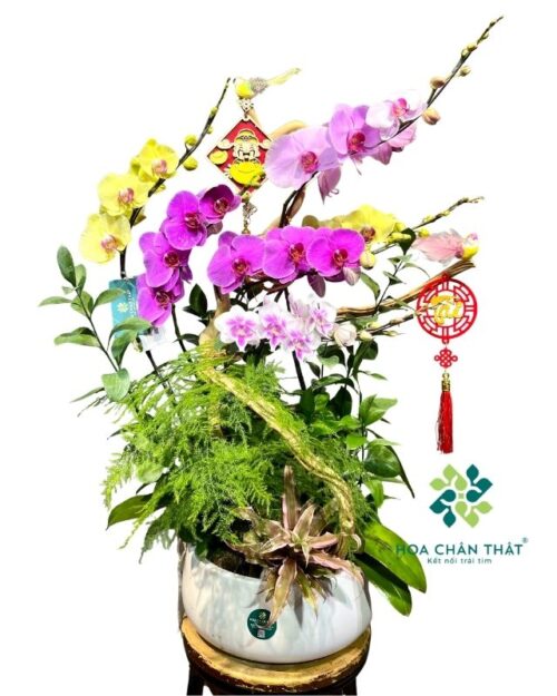 Chậu lan hồ điệp 6 cành phối màu ghép lũa – Tài Lộc Trường Hưng