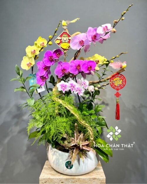 Chậu lan hồ điệp 6 cành phối màu ghép lũa – Tài Lộc Trường Hưng
