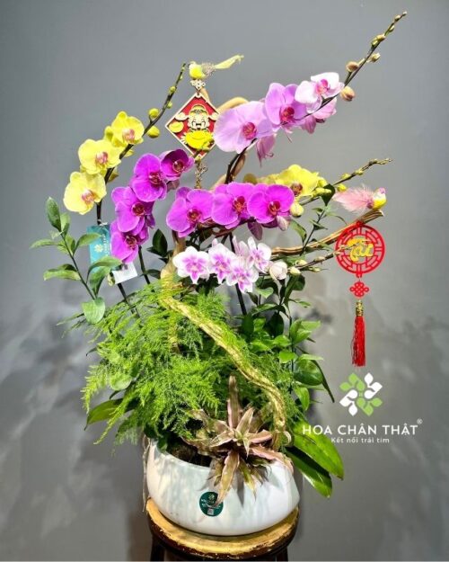 Chậu lan hồ điệp 6 cành phối màu ghép lũa – Tài Lộc Trường Hưng